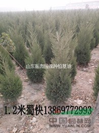 采購(gòu)12公分優(yōu)質(zhì)白臘就到（山東振海綠化苗木種植基地）