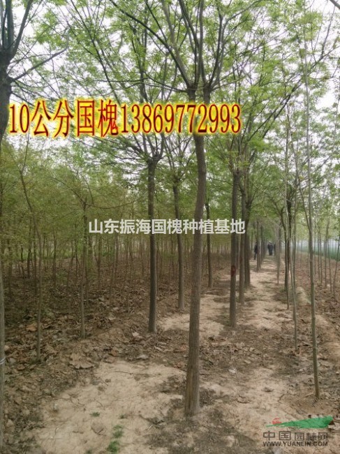 6公分國槐價格  6公分國槐價格