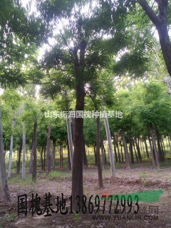 6公分國槐價格  6公分國槐價格