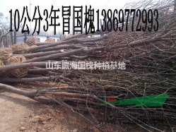 8公分國槐價格  8公分國槐價格