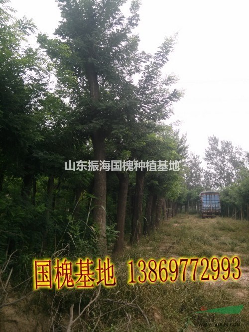 7公分白臘價格  7公分白臘價錢