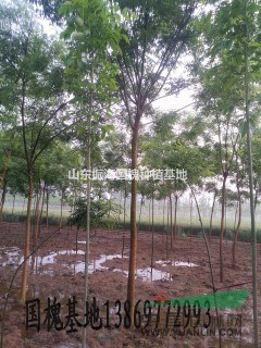 7公分白臘價格  7公分白臘價錢