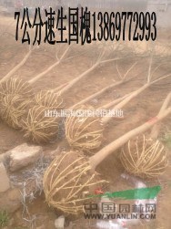 9公分白臘價(jià)格   9公分白臘多少錢