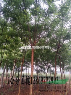 13公分白臘  13公分白臘價(jià)格  13公分白臘