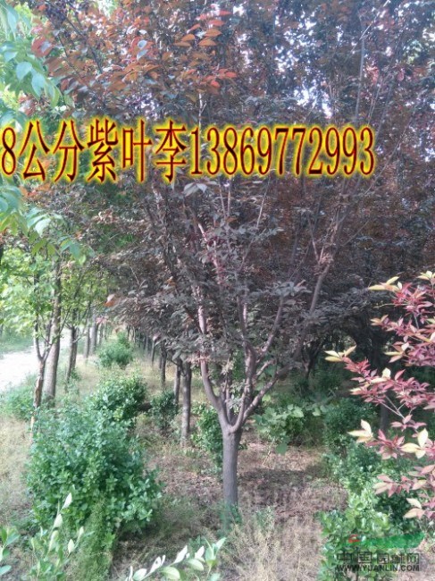 6公分紫葉李|6公分紫葉李|6公分紫葉李價(jià)格