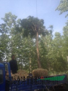 35公分國槐|35公分國槐|35公分國槐價格