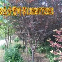 15cm國(guó)槐|15cm國(guó)槐|15cm國(guó)槐價(jià)格