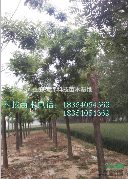 3公分國槐價(jià)格種植表