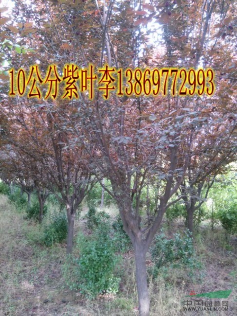 4公分國槐|45公分國槐（優(yōu)質(zhì)貨源價(jià)格）