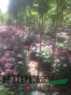 15公分白臘|10公分國槐（優(yōu)質(zhì)貨源價格）