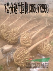 25cm國槐|50公分國槐（優(yōu)質(zhì)貨源價(jià)格）