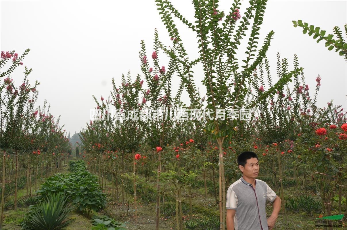 溫江大紅紫薇選育出來的紅花紫薇