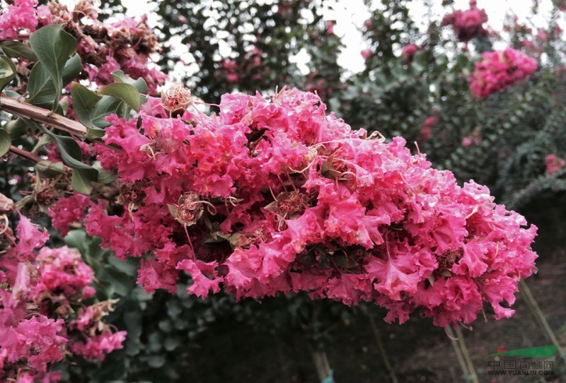 溫江大紅紫薇選育出來的紅花紫薇