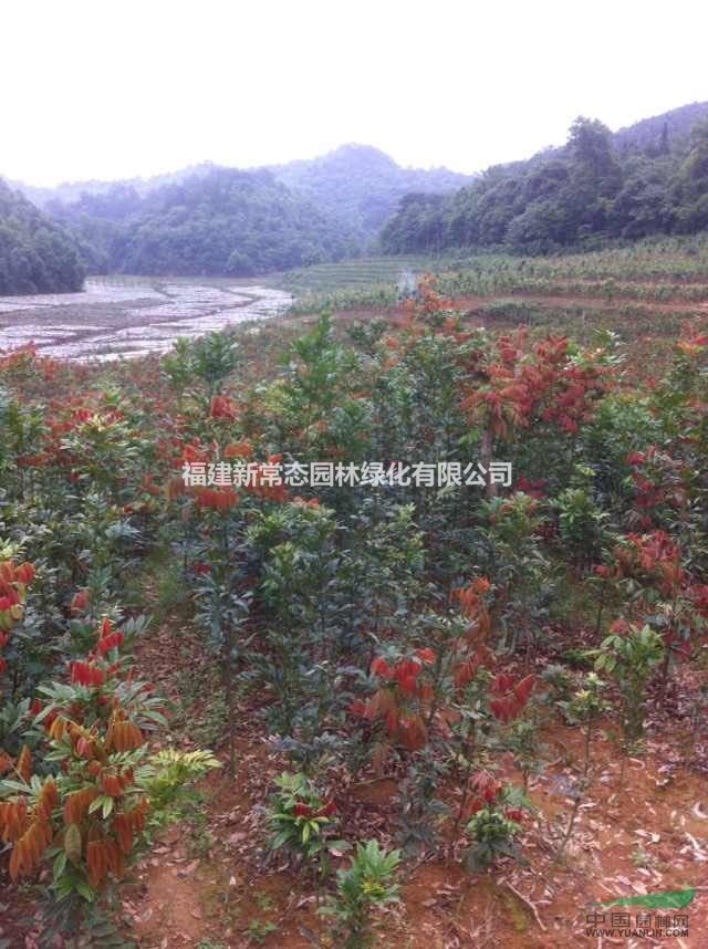 小葉紅豆   廣西小葉紅豆    廣西小葉紫檀2-3公分