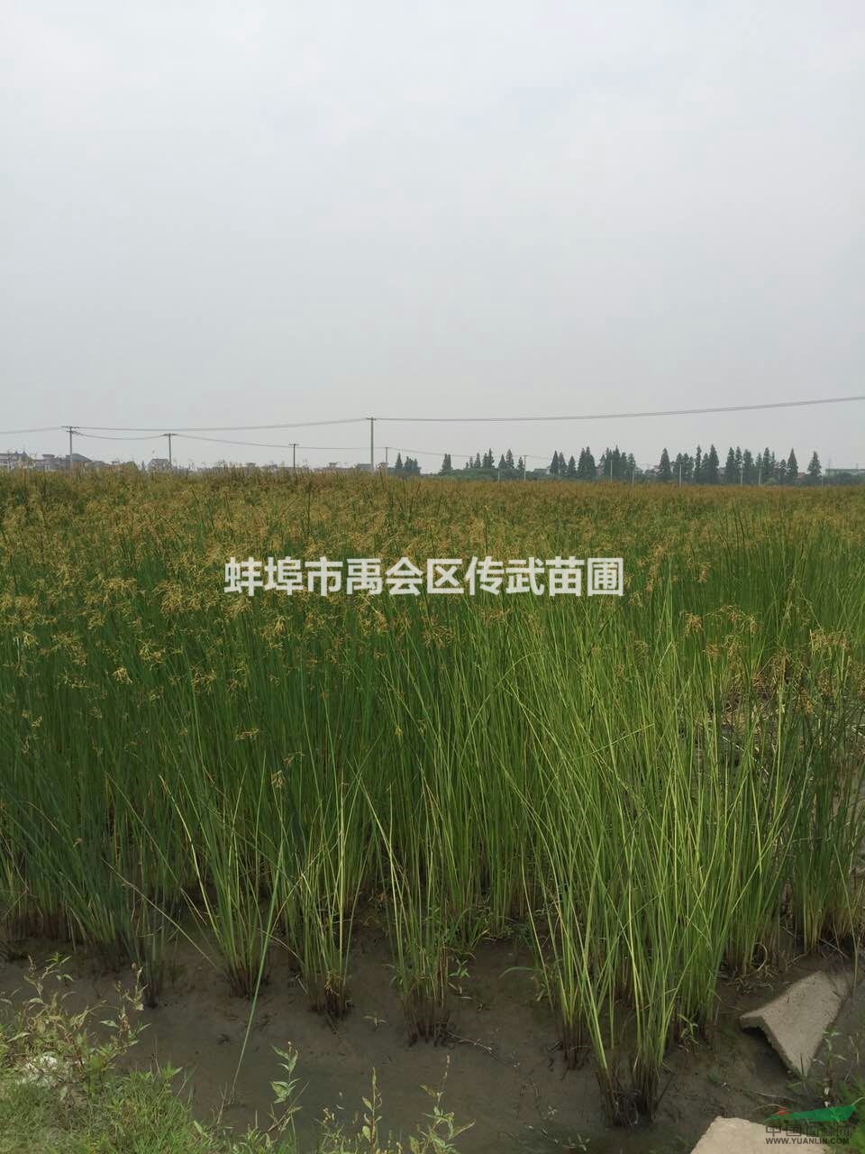 杭州蕭山大量供應水蔥1000萬芽