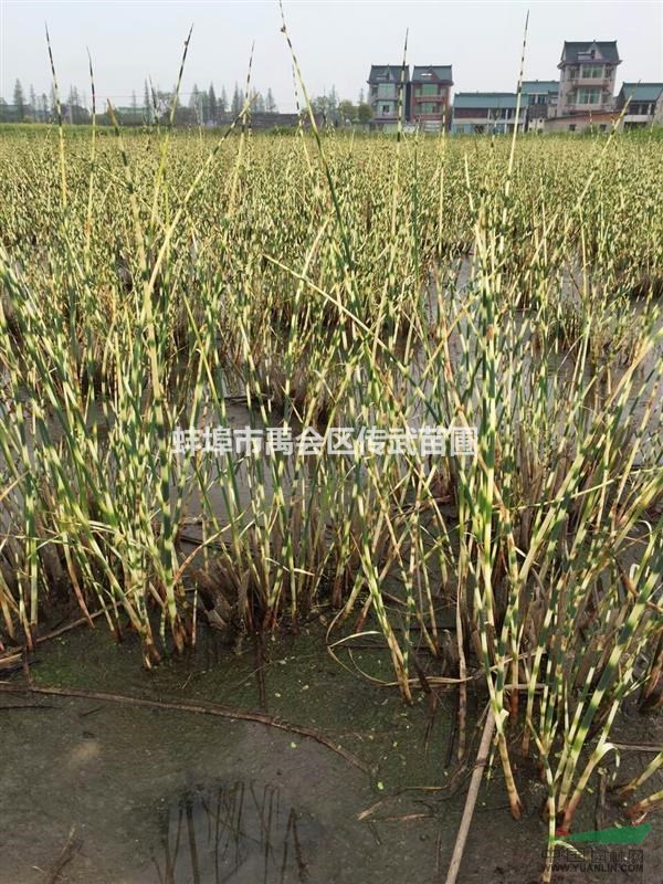 杭州蕭山大量供應水蔥1000萬芽
