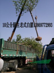 30公分國槐|4公分國槐（優(yōu)質(zhì)貨源價(jià)格）