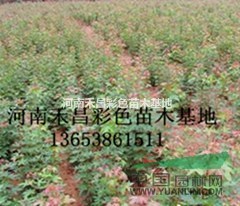 河南五角楓價(jià)格|河北五角楓小苗|湖北五角楓報(bào)價(jià)