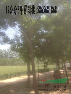 13公分國槐|20公分國槐（優(yōu)質(zhì)貨源價(jià)格）