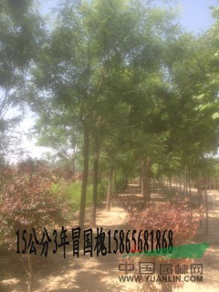 2公分紫葉李|35公分國(guó)槐（優(yōu)質(zhì)貨源價(jià)格）