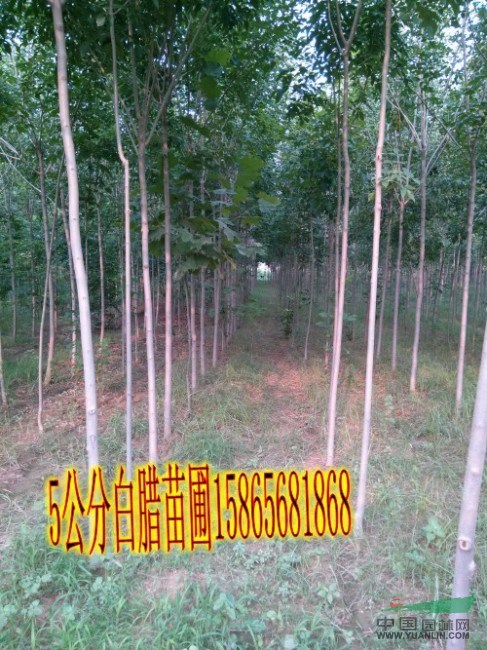 40cm國(guó)槐|22cm國(guó)槐（優(yōu)質(zhì)貨源價(jià)格）