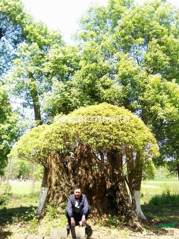 香樟古樁 樹樁 香樟樹古樁樹 湖南古樁