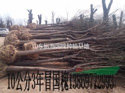20公分國(guó)槐-山東20公分國(guó)槐價(jià)格信息
