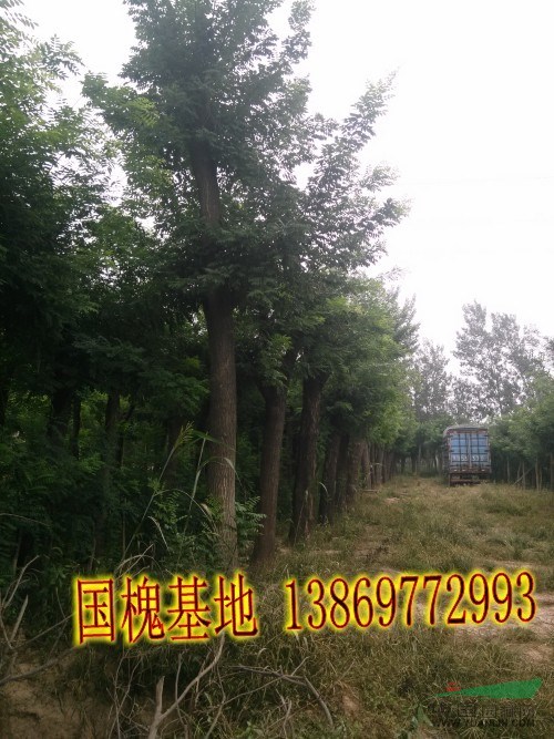 三公分國槐-胸徑三公分國槐佛山報(bào)價(jià)上車價(jià)