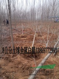 2公分白臘-胸徑2公分白臘濟(jì)南報(bào)價(jià)上車價(jià)