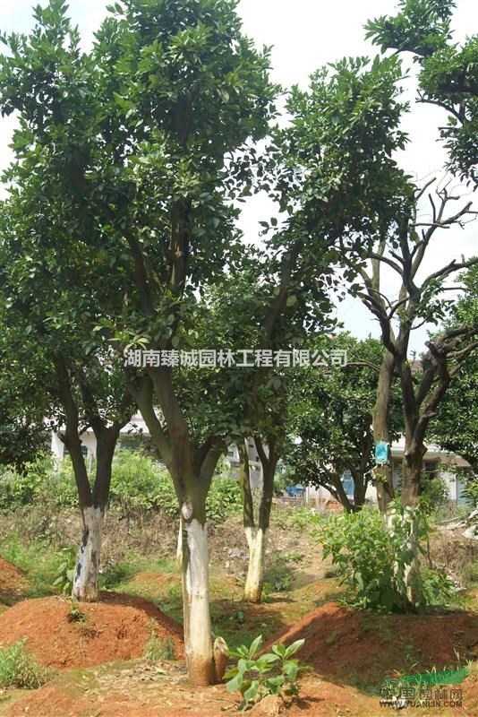 香泡樹 香泡樹價(jià)格 湖南香泡樹價(jià)格 叢生香櫞樹
