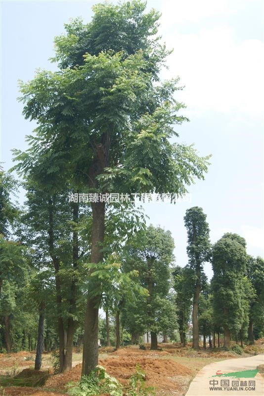 欒樹 截桿欒樹 常德欒樹 移栽欒樹 國慶花 南欒 黃山欒樹