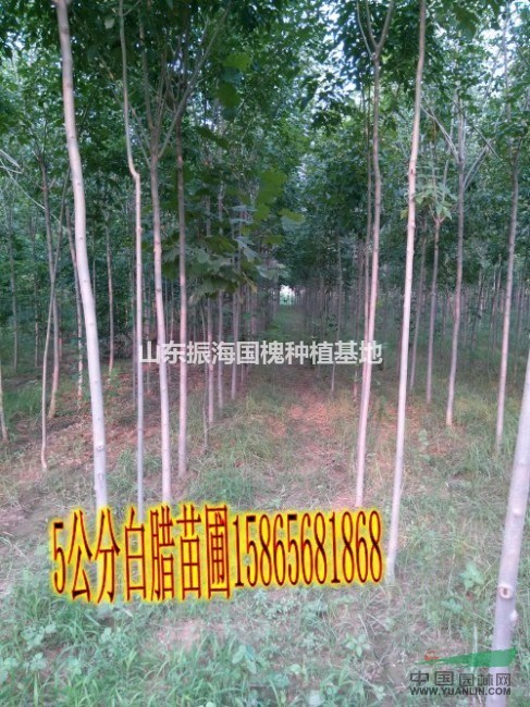 15公分國槐@