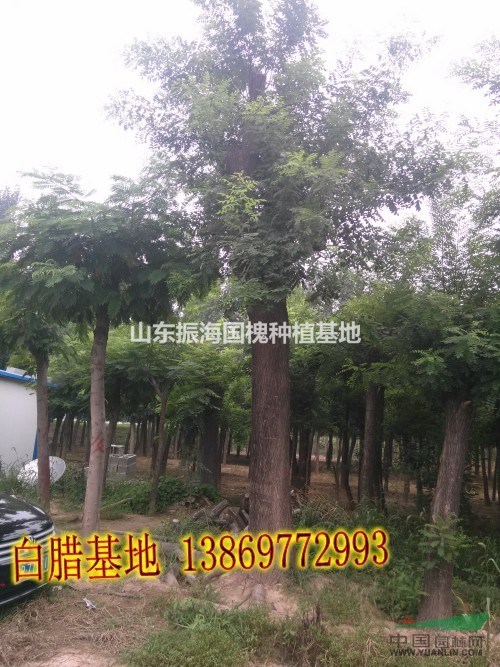 15公分國槐@