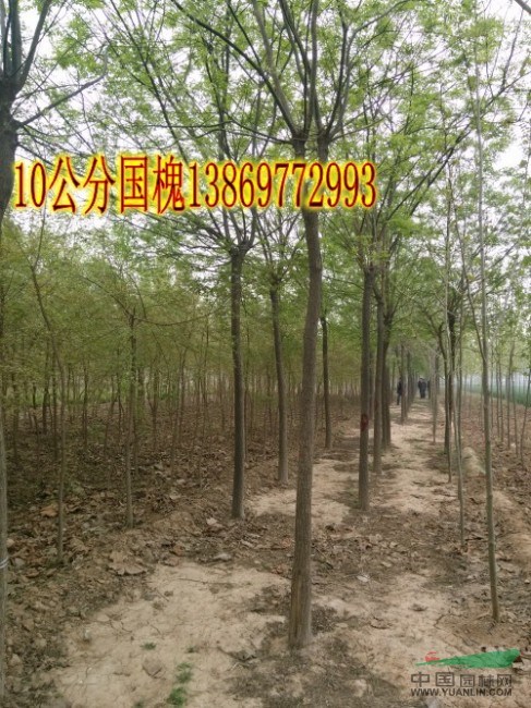 四公分國(guó)槐-胸徑四公分國(guó)槐泰州報(bào)價(jià)上車(chē)價(jià)