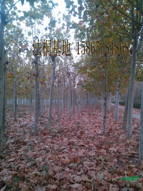 四公分國(guó)槐-胸徑四公分國(guó)槐泰州報(bào)價(jià)上車(chē)價(jià)