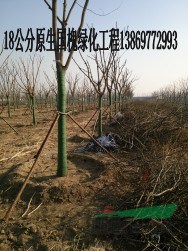 20公分國(guó)槐-胸徑20公分國(guó)槐太原報(bào)價(jià)上車價(jià)