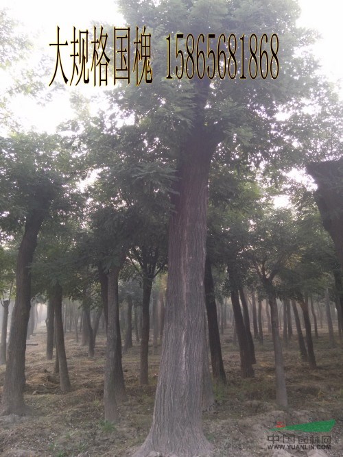 10公分國槐-胸徑10公分國槐淮安報(bào)價(jià)上車價(jià)