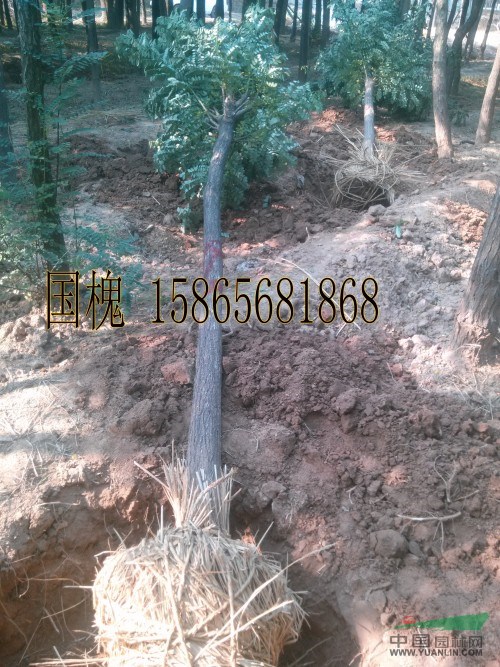 15公分國槐-胸徑15公分國槐茂名報價上車價