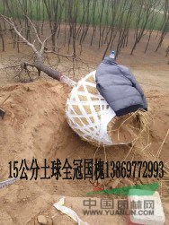 18公分國槐-胸徑18公分國槐焦作報價上車價
