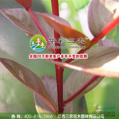 日本紅葉喬木紫薇 三季紅葉紫薇 紫薇新品種 葉最紅的紫薇