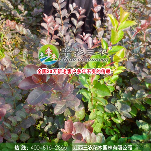 日本紅葉喬木紫薇 三季紅葉紫薇 紫薇新品種 葉最紅的紫薇