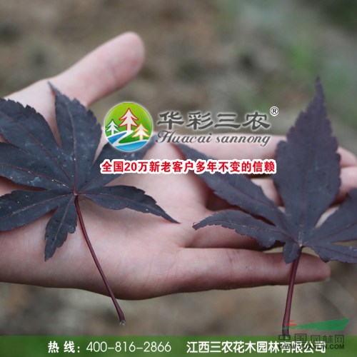 歐羅紅楓以歐洲紅楓為父本，以日本紅楓為母本 非常受歡迎的紅楓