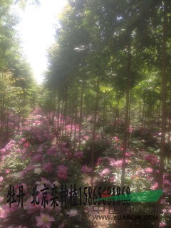 35公分國槐國槐價格市場價