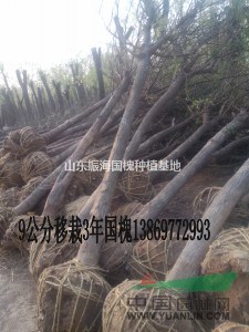 35公分國槐批發(fā)市場價格