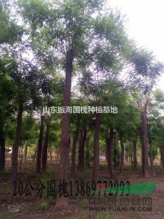 8公分國(guó)槐批發(fā)直銷(xiāo)價(jià)