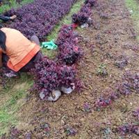 優(yōu)質(zhì)貴州草皮，采購馬尼拉草皮，采購貴州草皮，采購湖南草皮價格