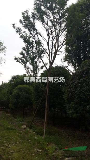 供應(yīng)四川成都樸樹  滇樸  沙樸