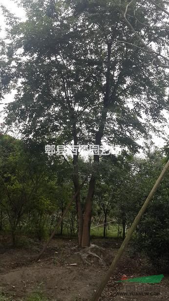 供應(yīng)四川成都樸樹  滇樸  沙樸