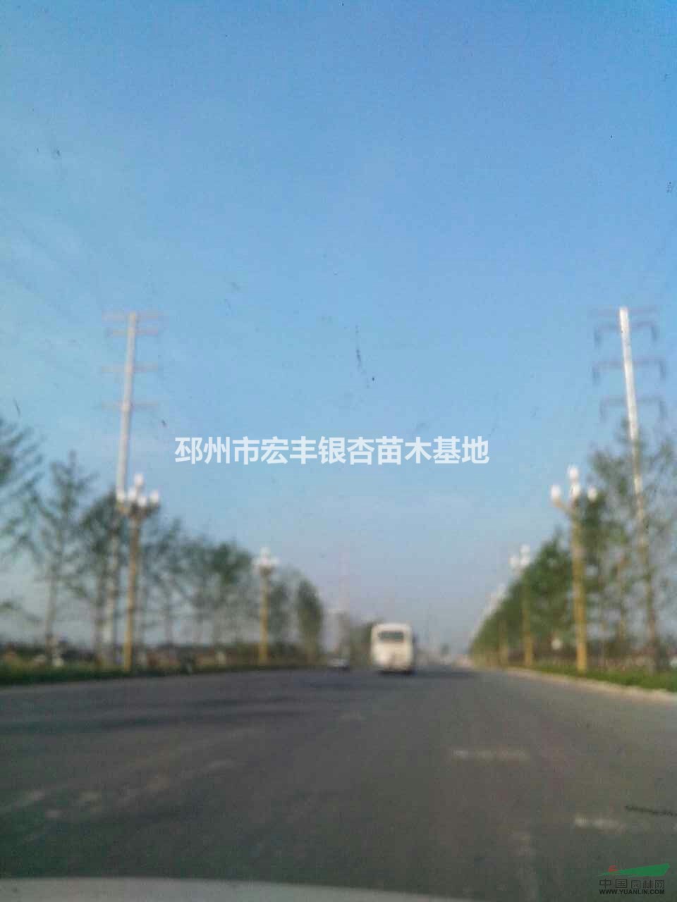 邳州銀杏，2015年銀杏價(jià)格，2015年銀杏裝車