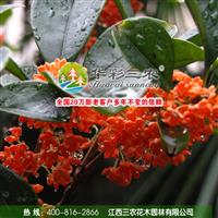 狀元紅桂 <江西三農> 大量桂花苗 桂花全系列 歡迎來電洽談